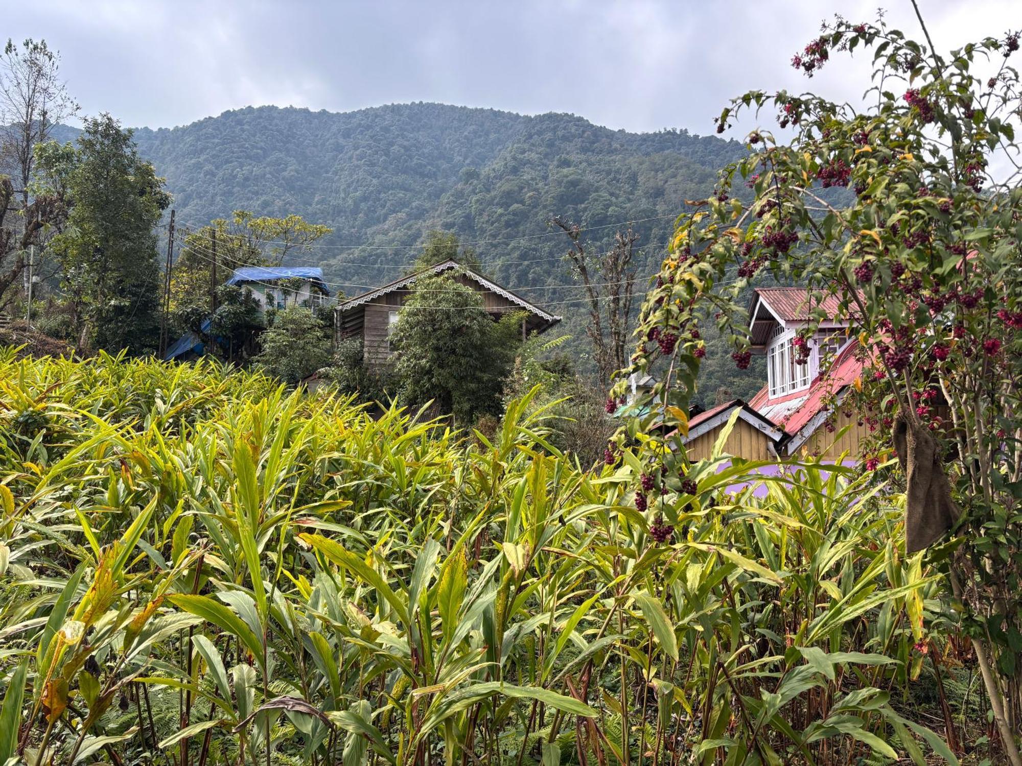 Odyssey'S Darap Eco Retreat Apartment Pelling Exterior photo